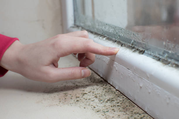 Best Real Estate Mold Inspection  in English Creek, NJ