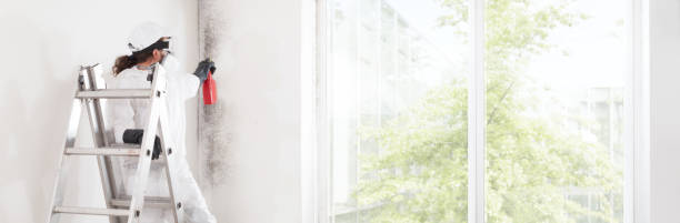 Best Basement Mold Removal  in English Creek, NJ
